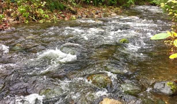 Learning from Changes in our Creeks